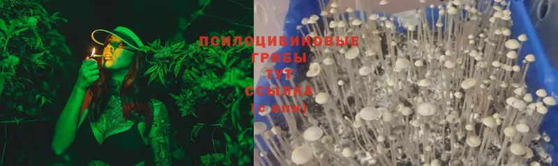 купить наркотики сайты  hydra зеркало  Галлюциногенные грибы Psilocybine cubensis  Новодвинск 